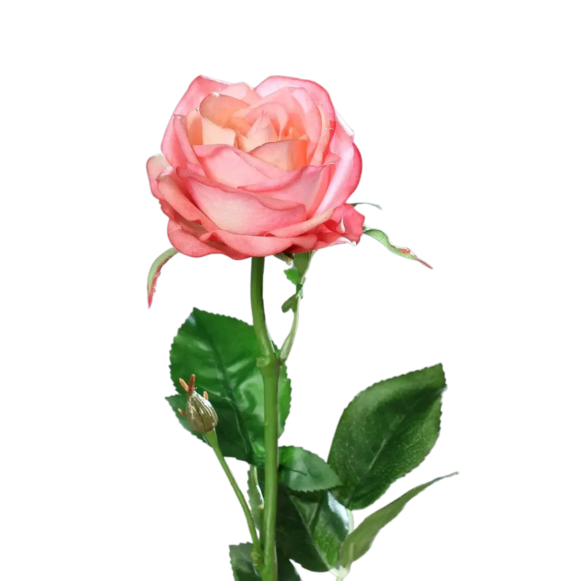 kunstpflanze rose Künstliche Rose - Sokrates | 66 cm