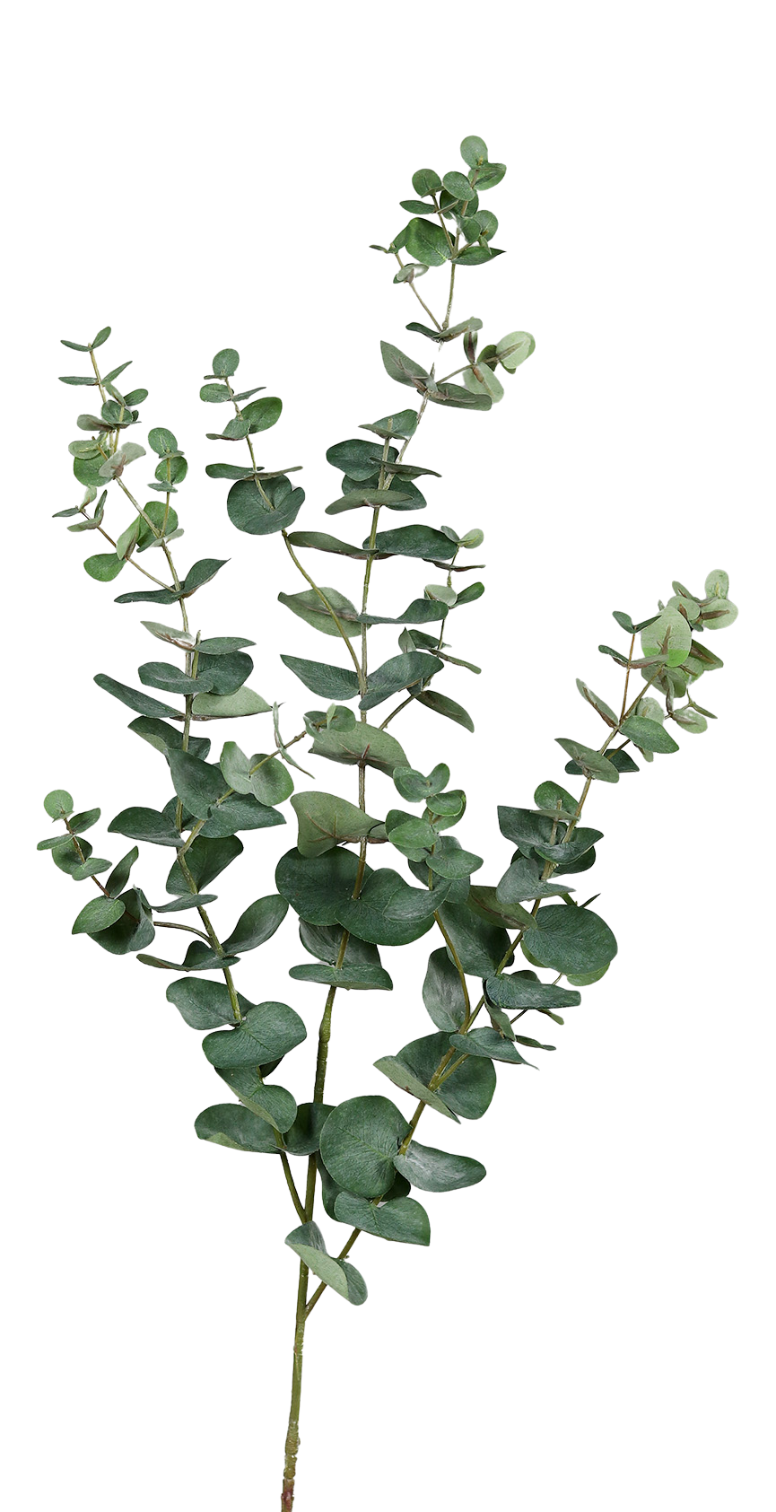 künstlicher eukalyptus zweig Künstlicher Eukalyptus Zweig - Cobra | 113cm