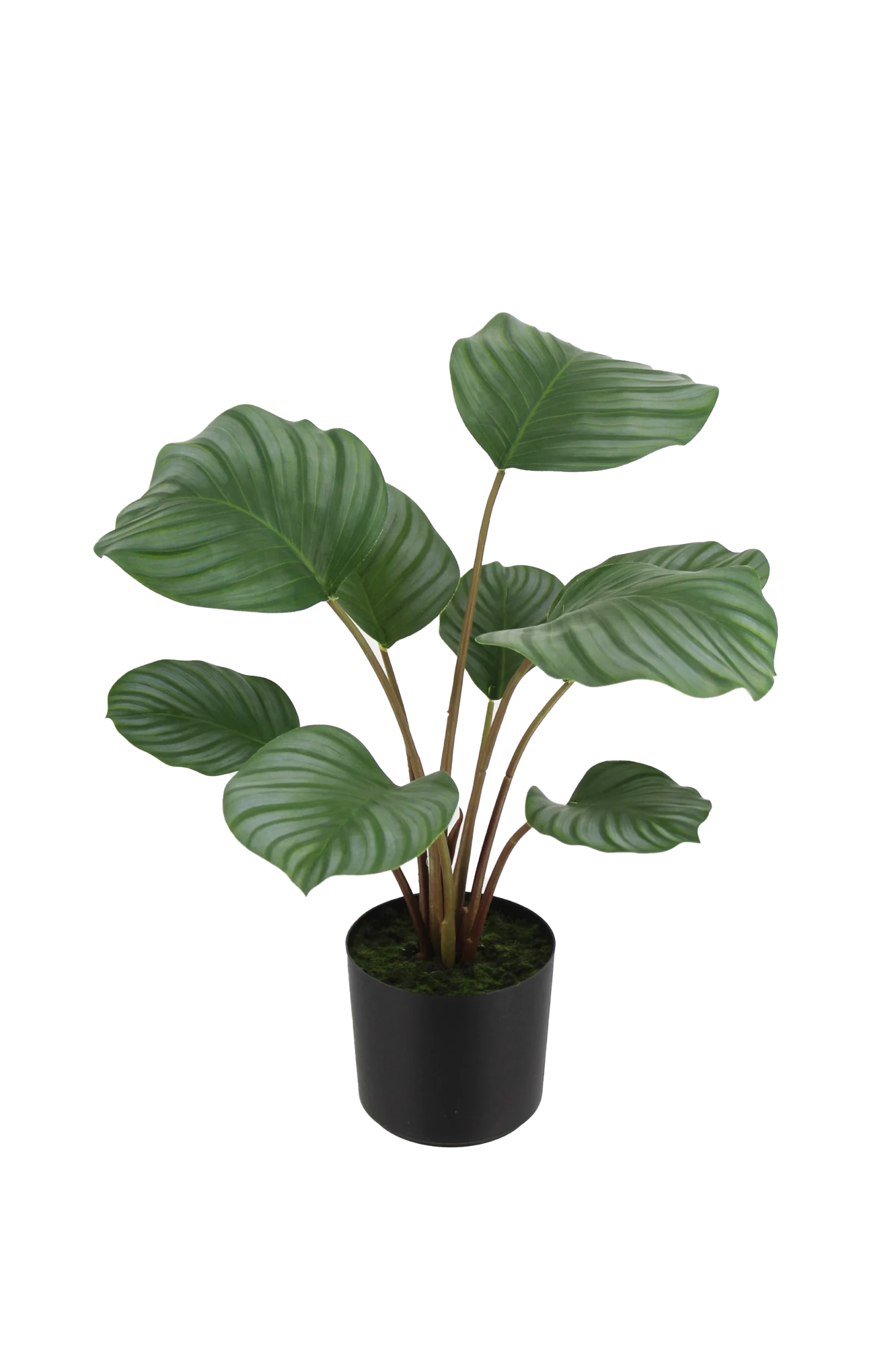 Künstliche Calathea - Silvina