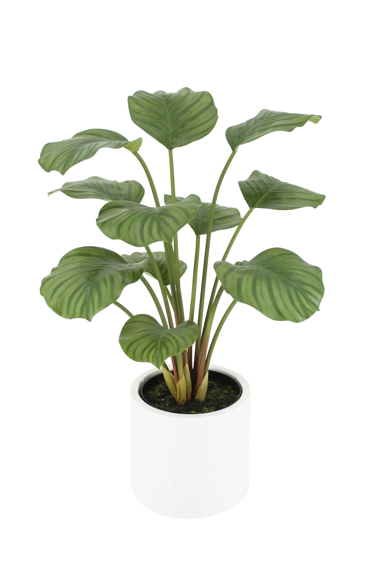 Künstliche Calathea - Juana