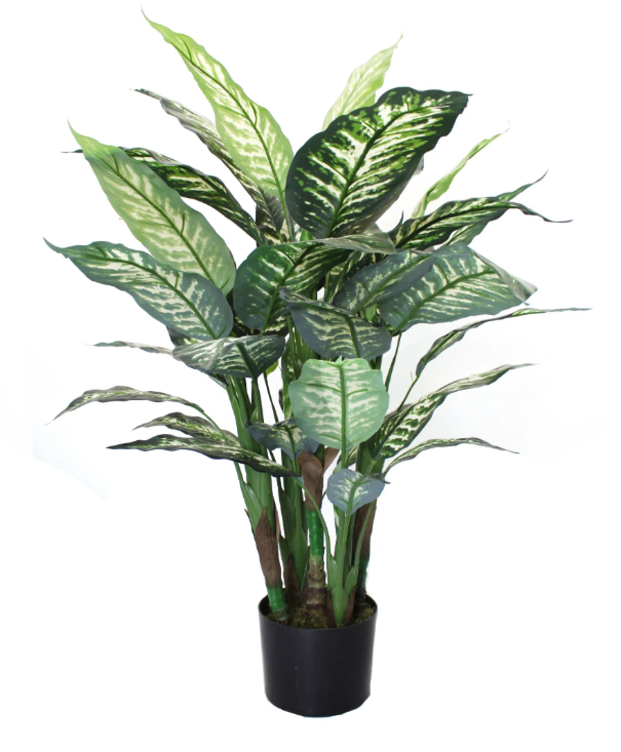 Knstliche Dieffenbachia  Calienne | 70 cm | kaufen aplanta