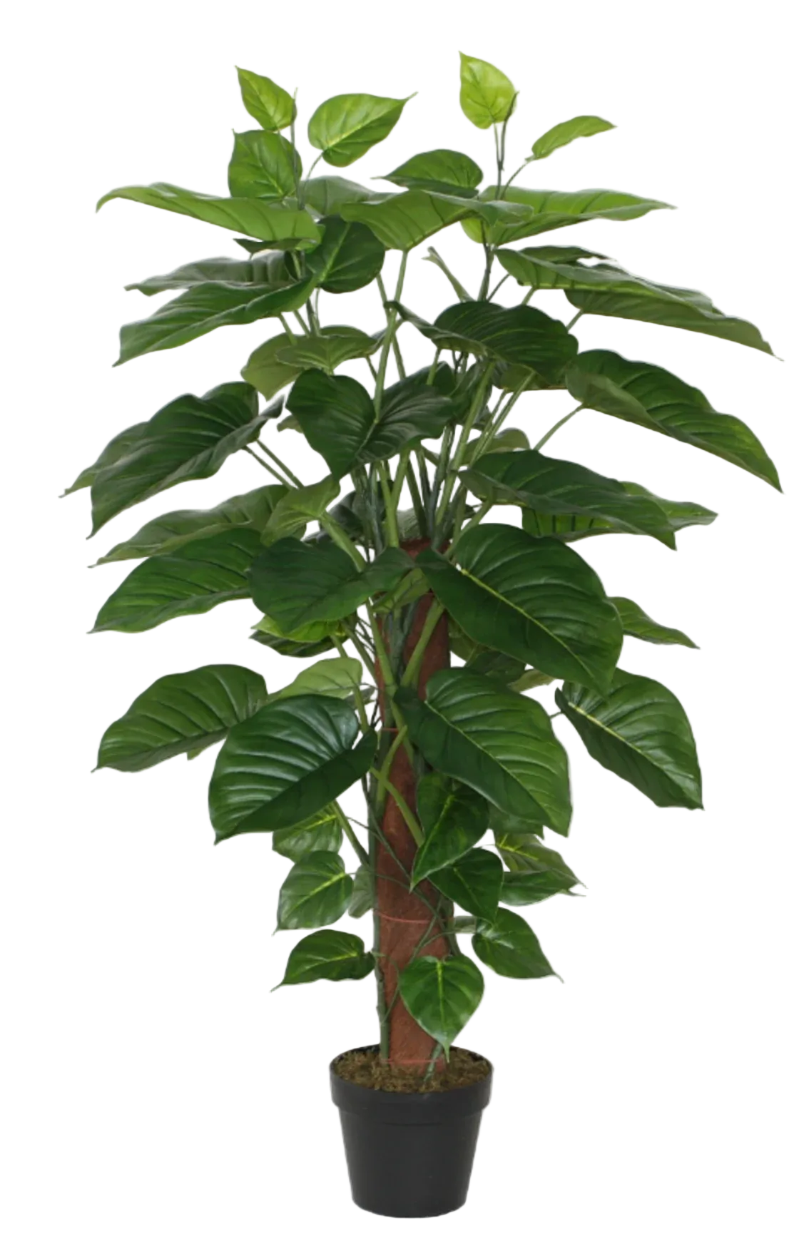 pothos pflanze kaufen Künstlicher Pothos – Elowyn | 120 cm