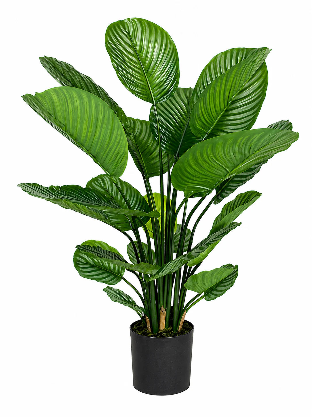 Künstliche Calathea – Norelia | 80 cm