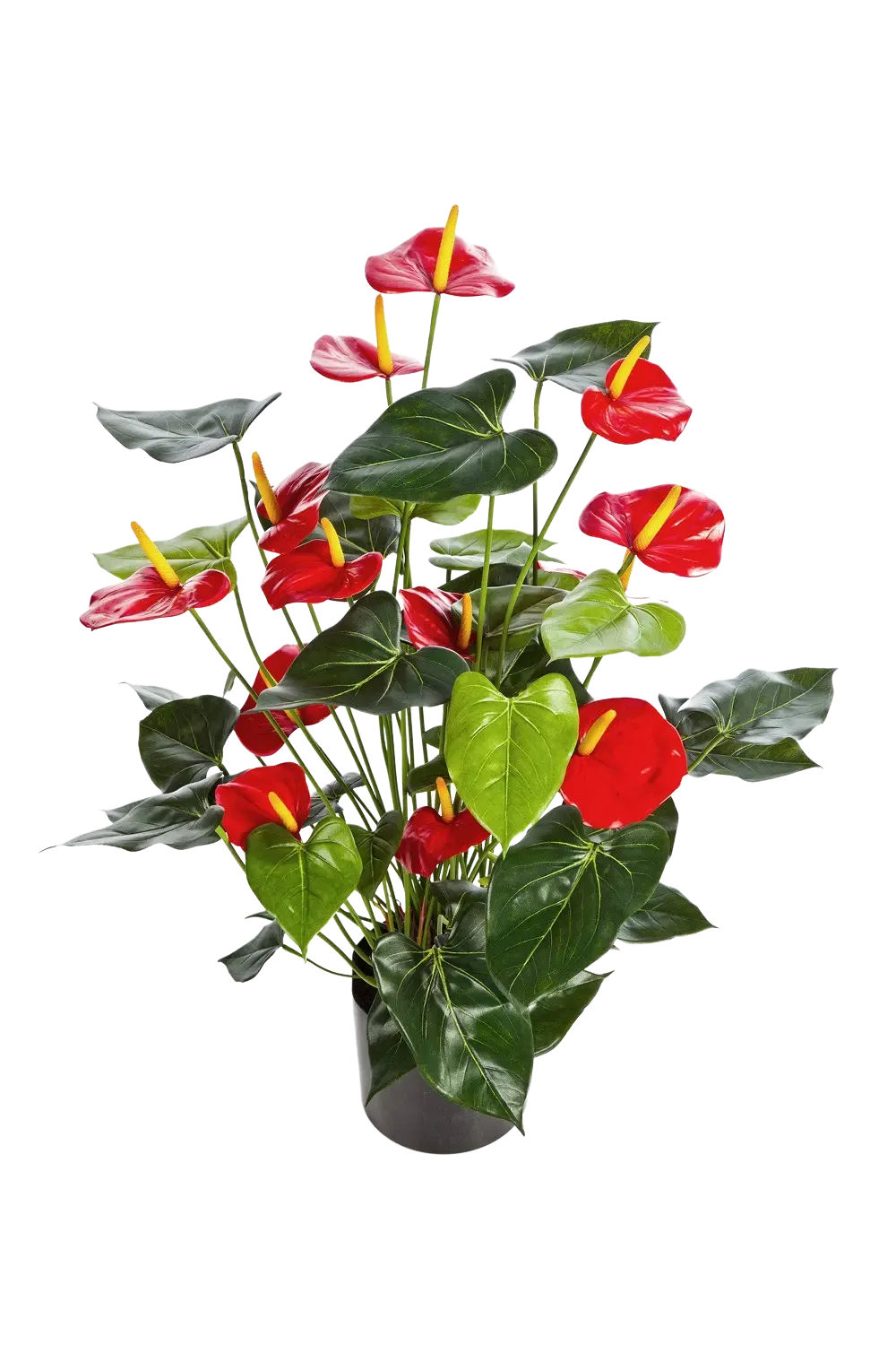 Künstliche Flamingoblume - Caspar | 78 cm