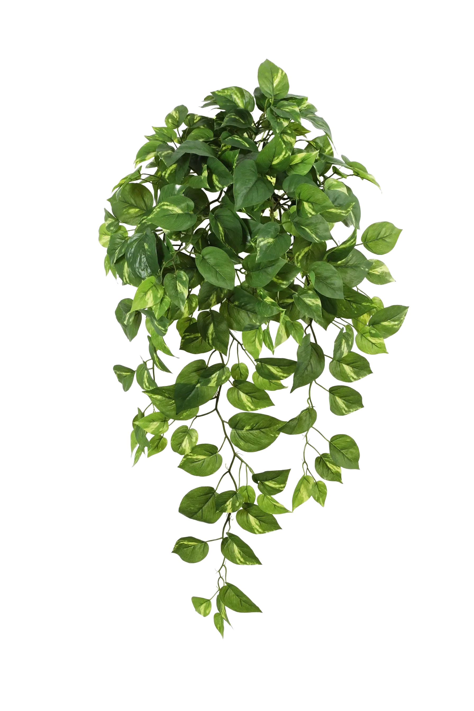 monstera perforowana Monstera Deliciosa 'Compacta' with Kunzo Tags *Grower's Choice* Large main image 0