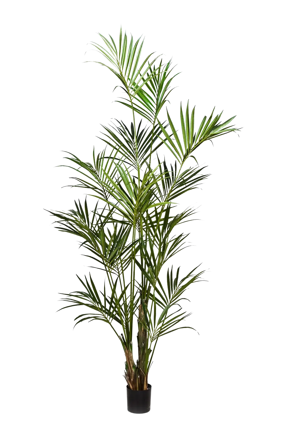 kentia palme xxl Künstliche Kentia Palme - Cataleya | 260 cm