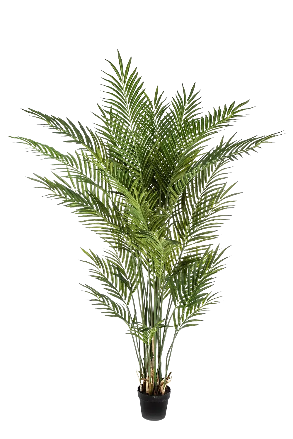 Künstliche Goldfruchtpalme - Eva | 170 cm