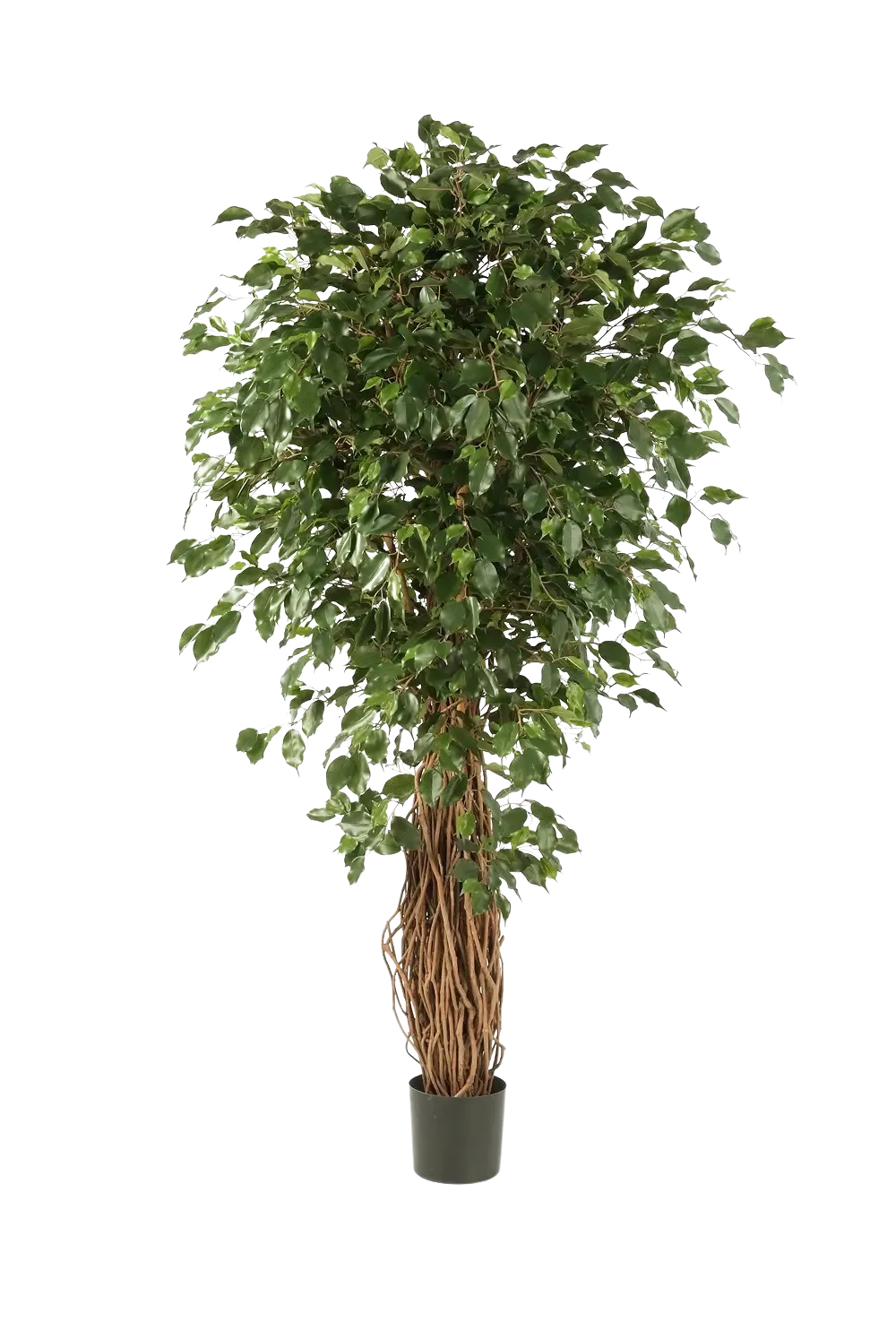 monstera dubia dehner 4