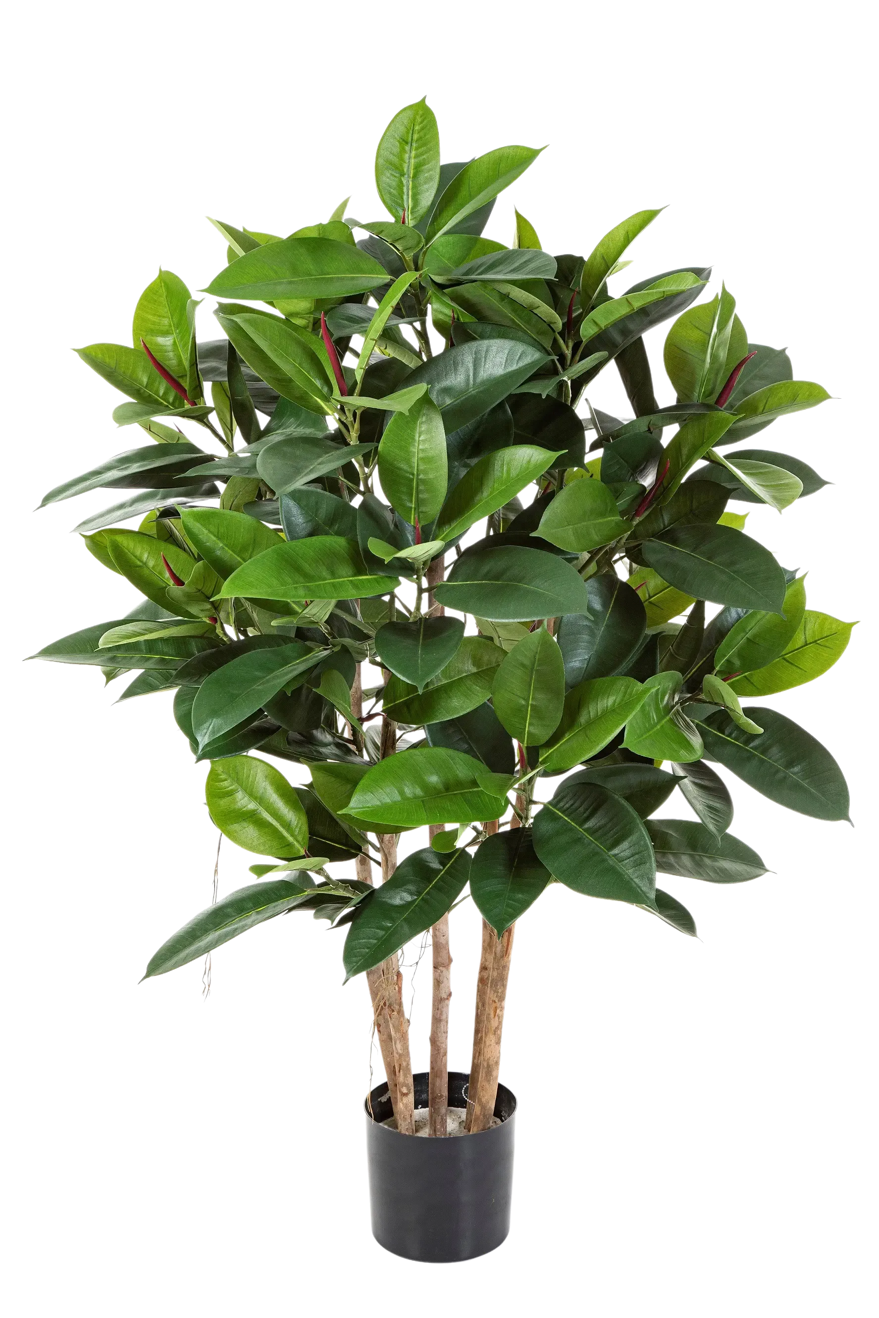 gummibaum groß kaufen Künstlicher Gummibaum - Laura | 120 cm