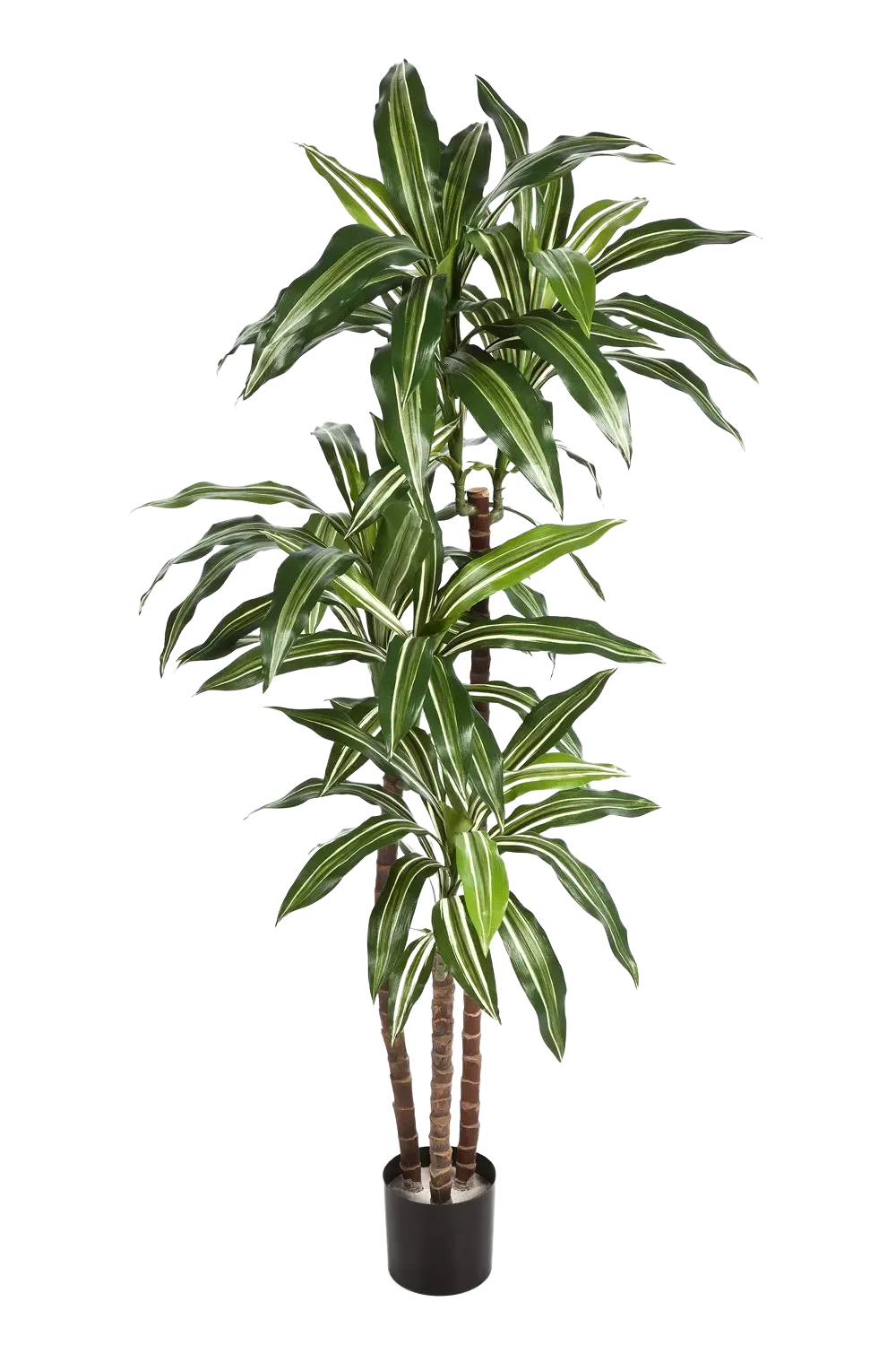Künstlicher Drachenbaum - Nico | 150 cm
