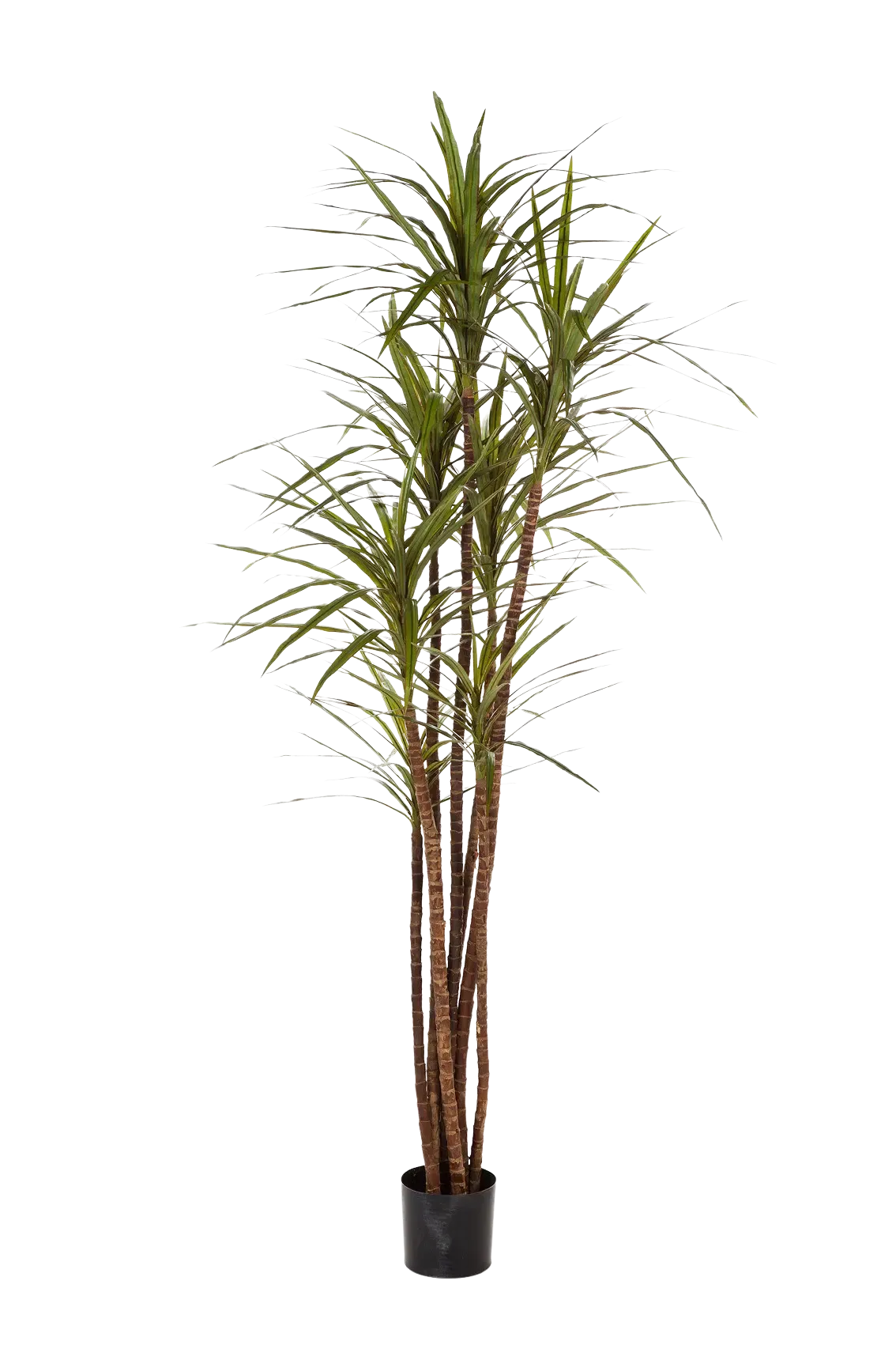 drachenbaum künstlich Künstlicher Drachenbaum - Noa | 180 cm