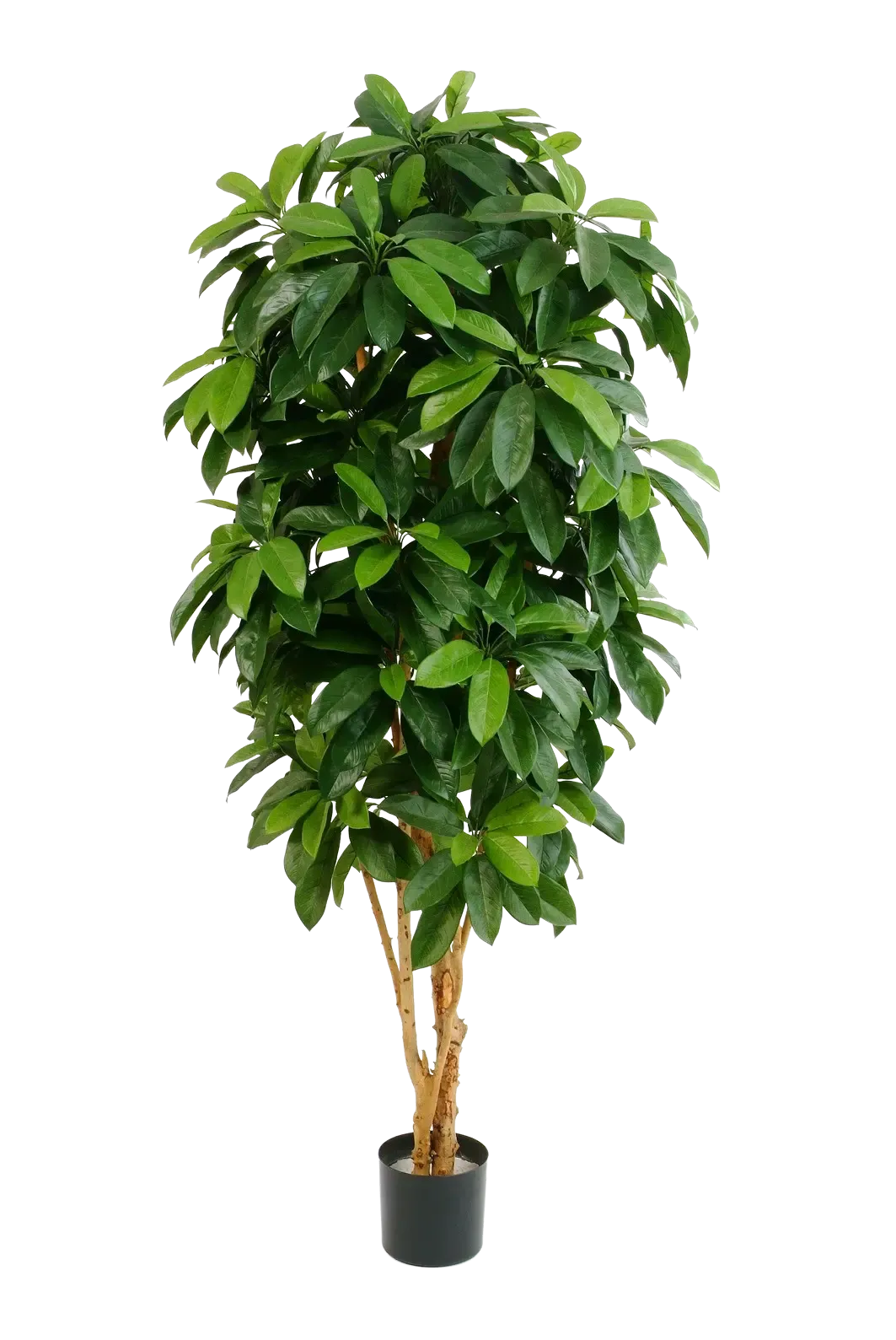 schefflera kunstpflanze Künstliche Schefflera - Ove | 172 cm