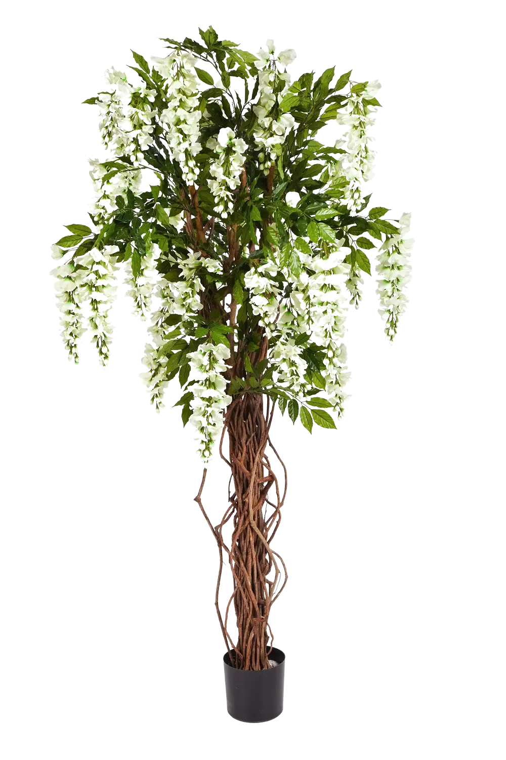 Wisteria Liana - Ria | 180 cm
