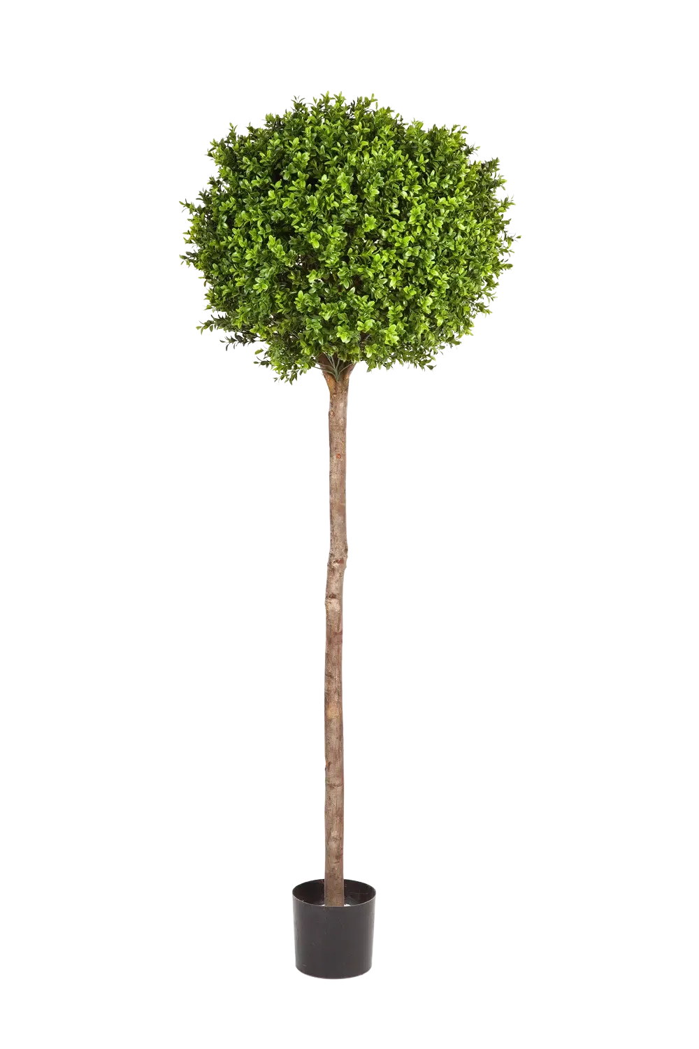 künstlicher buchsbaum groß Künstlicher Buchsbaum - Rayan | 170 cm