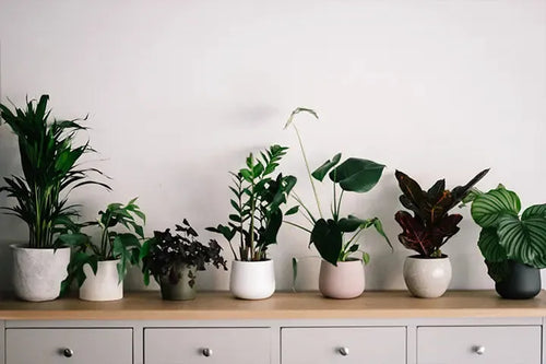 orchidee kleine weiße blüten weiße Orchidee 🤍 Elegante blühende Pflanze München main image 0