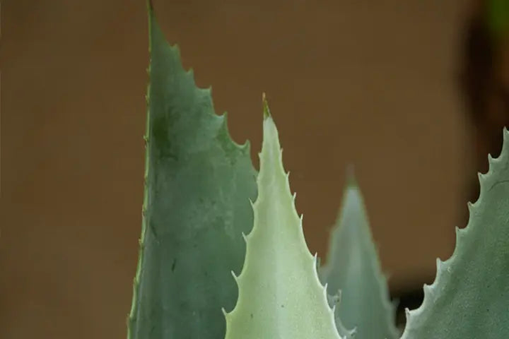 Künstliche Aloe Vera Pflanze
