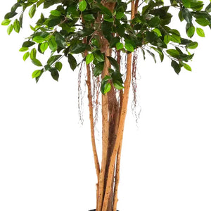 Künstlicher Ficus Retusa – Caelior | 180 cm