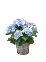 Künstliche Hortensie - Levi auf transparentem Hintergrund mit echt wirkenden Kunstblättern. Diese Kunstpflanze gehört zur Gattung/Familie der "Hortensien" bzw. "Kunst-Hortensien".