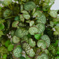 Künstliche Steinbrech - Emanuel, 50 cm, Kunstpflanze von aplanta, Steckpflanze, in Natur, für drinnen