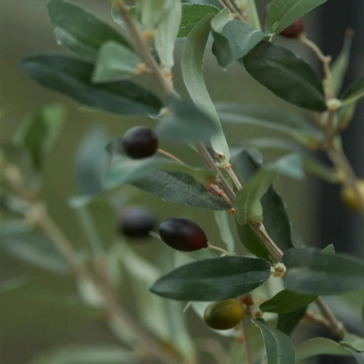 Künstlicher Olivenbaum - Carina | 65 cm