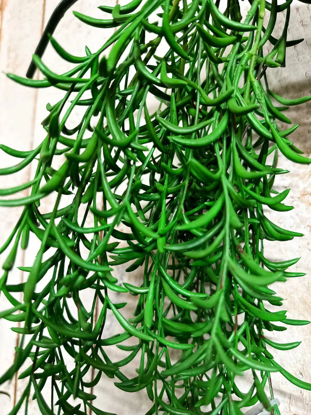 Künstliche Hänge-Sukkulente - Henriette | 45 cm