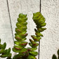Künstliche Crassula - Hedi, 17 cm, Kunstpflanze von aplanta, Steckpflanze, für drinnen