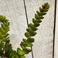Künstliche Crassula - Hedi, 17 cm, Kunstpflanze von aplanta, Steckpflanze, für drinnen