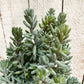 Künstliche Sedum - Helin, 20 cm, Kunstpflanze von aplanta, Steckpflanze, für drinnen