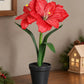 Künstliche Amaryllis – Elvina | 43 cm Rot