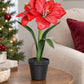 Künstliche Amaryllis – Elvina | 43 cm Rot