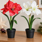 Künstliche Amaryllis – Elvina | 43 cm Rot