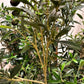 Künstlicher Olivenbaum - Ian, 120 cm, Kunstbaum von aplanta, mit Echtholzstamm, in Natur, für drinnen
