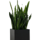 Pflanztopf Arven schwarz | 30x30