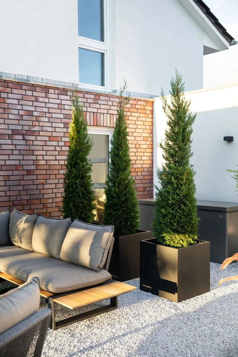 thuja d12 anwendung Pflüger Thuja D12 Globuli 10 g mit Dosierspender main image 0