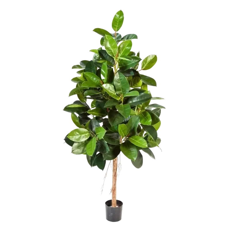 Künstlicher Gummibaum - Karim