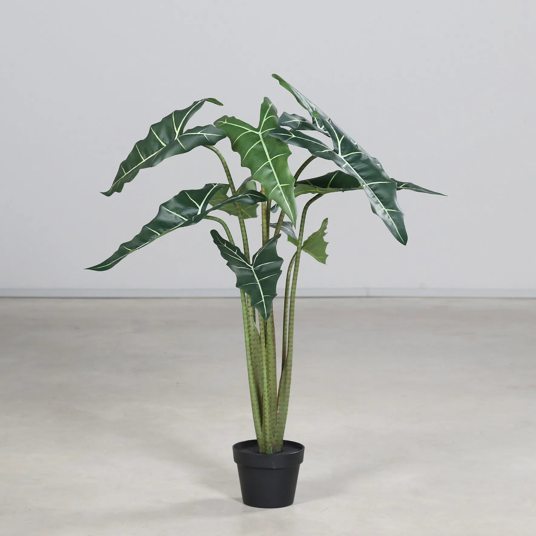 Künstliche Alocasia - Marco | 100 cm