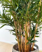 Hochwertiger Olivenbaum künstlich auf transparentem Hintergrund mit echt wirkenden Kunstblättern in natürlicher Anordnung. Künstlicher Bambus deluxe - Marleen hat die Farbe Natur und ist 125 cm hoch. | aplanta Kunstpflanzen