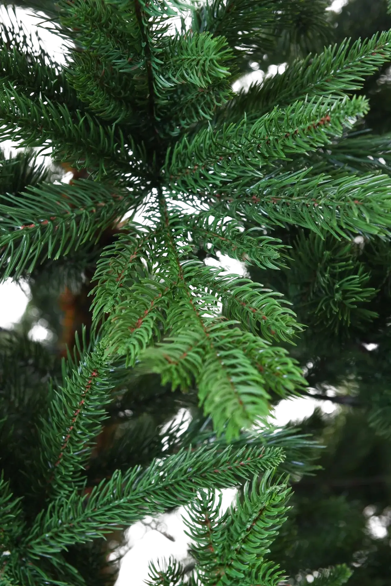 Künstlicher Weihnachtsbaum - Lucian | 210 cm