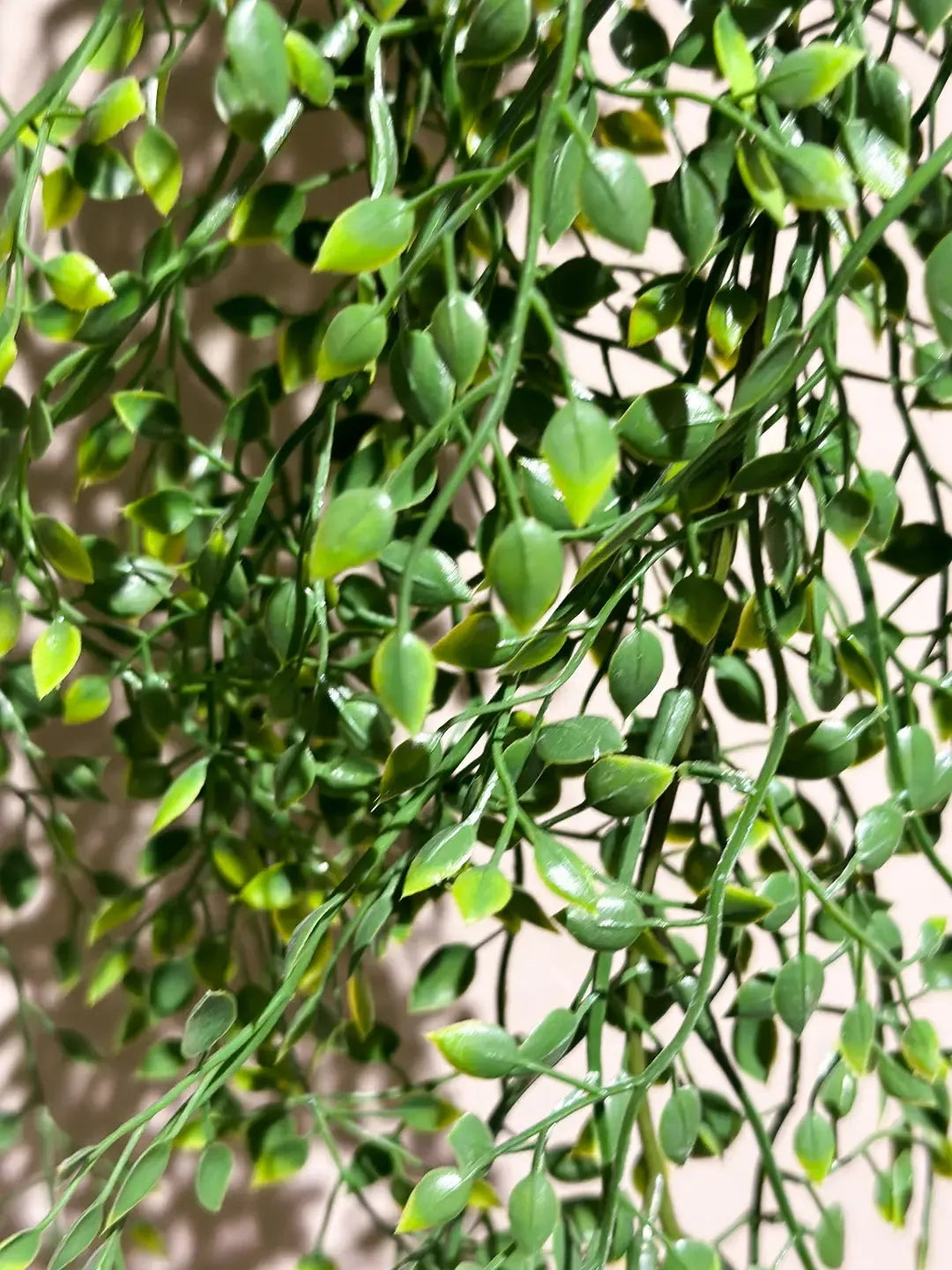 künstliche hängepflanze amazon Künstlicher Hänge-Jasmin - Levin | 80 cm