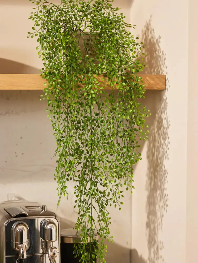 jasmin zimmerpflanze kaufen Künstlicher Hänge-Jasmin - Levin | 80 cm