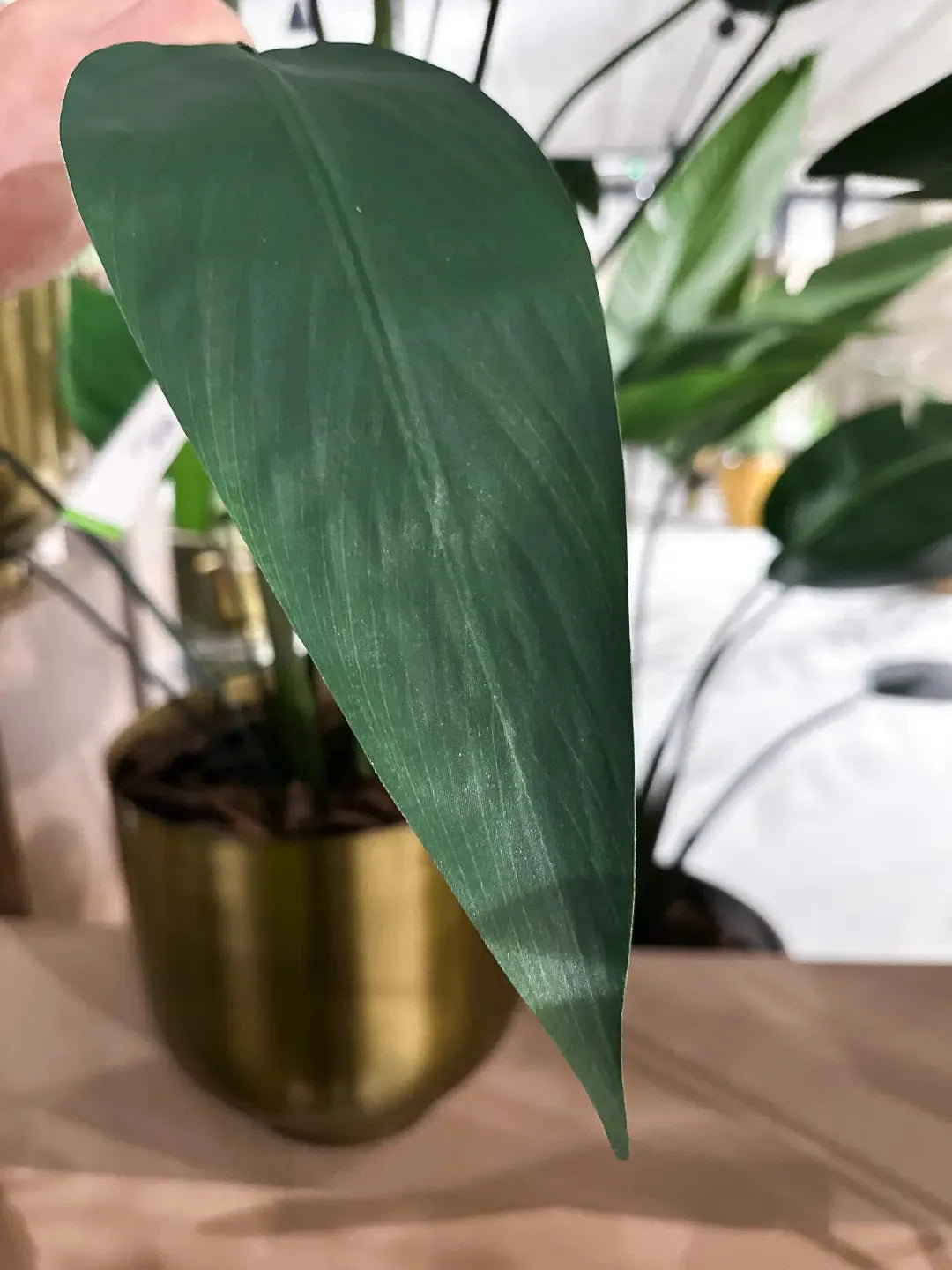 Künstliche Helikonie – Azariel | 160 cm