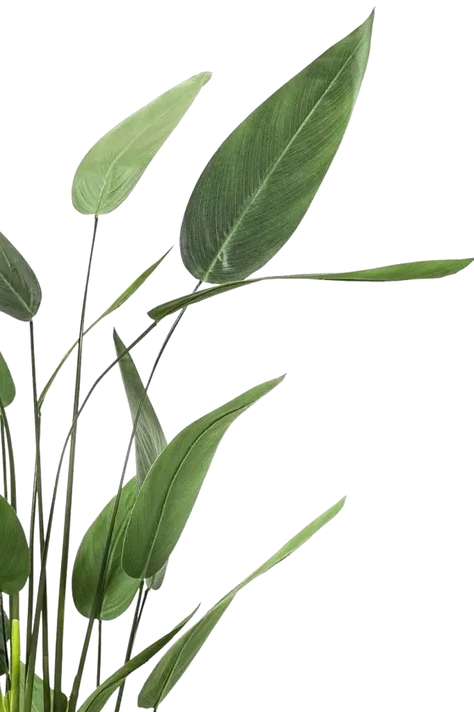 Künstliche Helikonie – Azariel | 160 cm