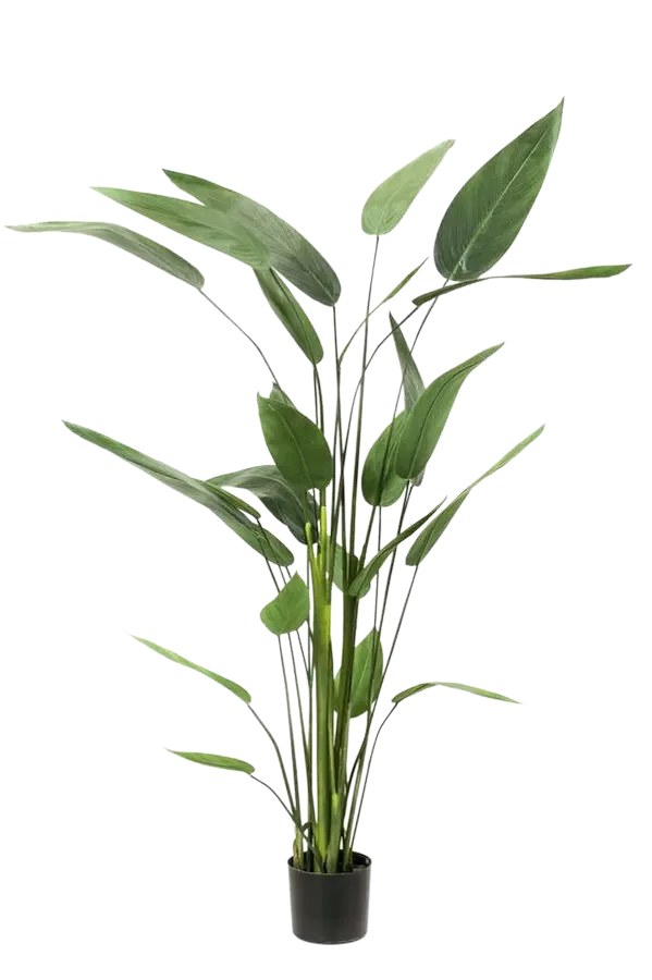 Künstliche Helikonie – Azariel | 160 cm