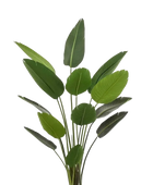 Künstliche Strelitzia - Josephine auf transparentem Hintergrund mit echt wirkenden Kunstblättern. Diese Kunstpflanze gehört zur Gattung/Familie der 