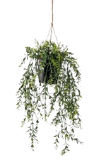 Künstlicher Hänge-Buchsbaum - Kevin auf transparentem Hintergrund mit echt wirkenden Kunstblättern. Diese Kunstpflanze gehört zur Gattung/Familie der "Buchsb?ume" bzw. "Kunst-Buchsb?ume".