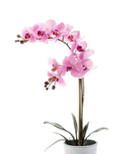 Hochwertige Orchidee künstlich auf transparentem Hintergrund mit echt wirkenden Kunstblättern in natürlicher Anordnung. Künstliche Orchidee - Dolores hat die Farbe Pink und ist 65 cm hoch. | aplanta Kunstpflanzen