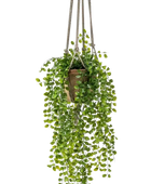 Künstlicher Hänge-Kletterficus - Kjell auf transparentem Hintergrund mit echt wirkenden Kunstblättern. Diese Kunstpflanze gehört zur Gattung/Familie der 