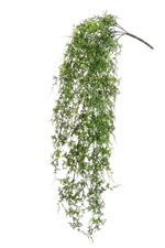 Künstlicher Hänge-Farn - Katharina auf transparentem Hintergrund mit echt wirkenden Kunstblättern. Diese Kunstpflanze gehört zur Gattung/Familie der "Farne" bzw. "Kunst-Farne".