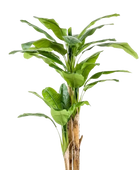 Künstlicher Bananenbaum – Maliora | 210 cm