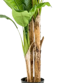 Künstlicher Bananenbaum – Maliora | 210 cm